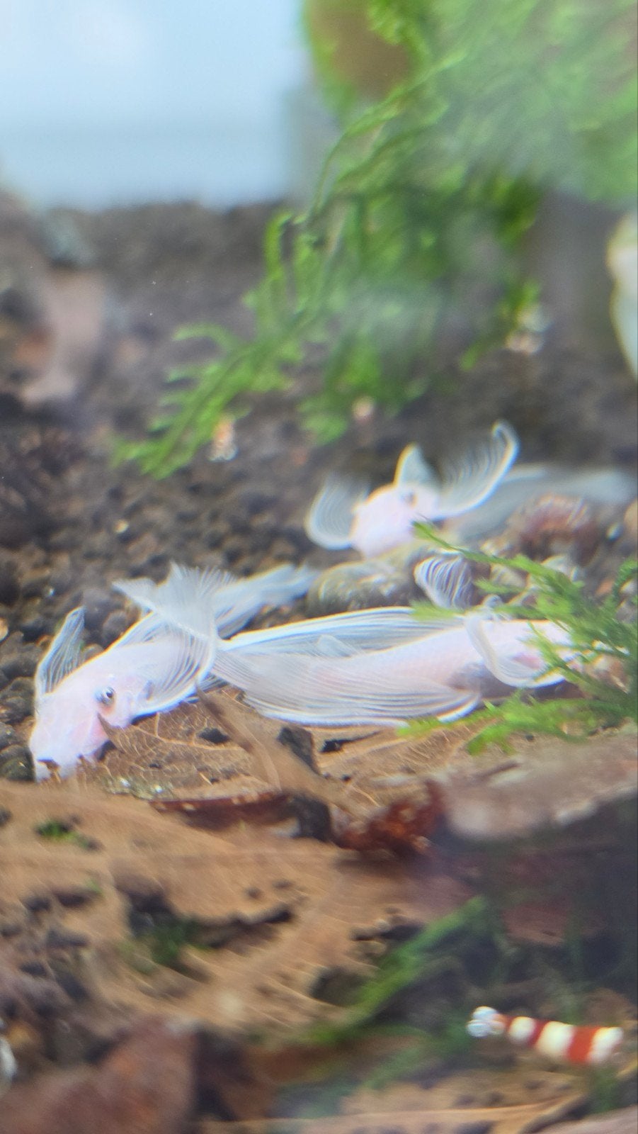 Snow white longfin ancistrus vissen aquarium, Dieren en Toebehoren, Vissen | Aquariumvissen, Vis