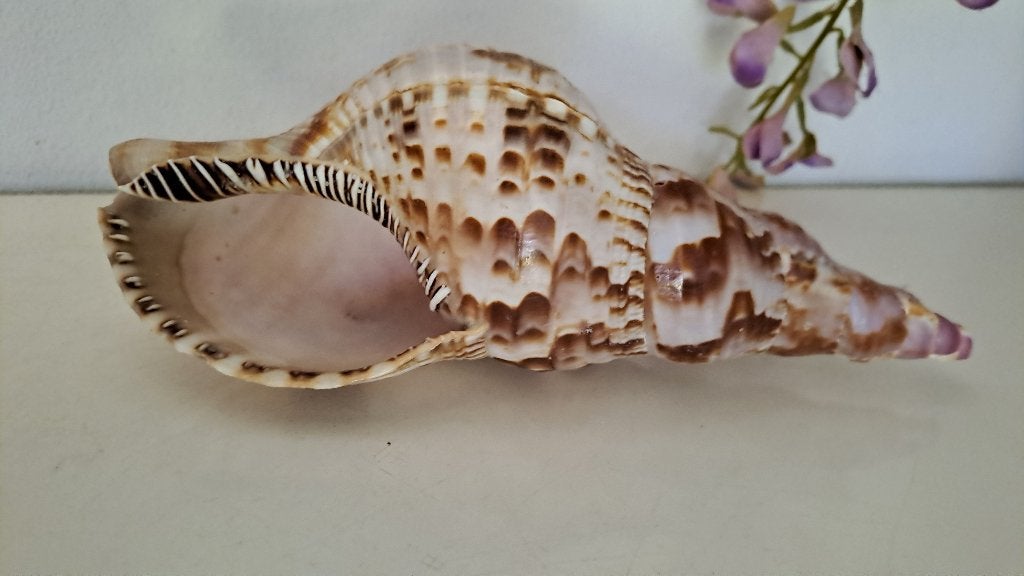 S-325 CHARONIA TRITONIS, Ophalen of Verzenden, Schelp(en)