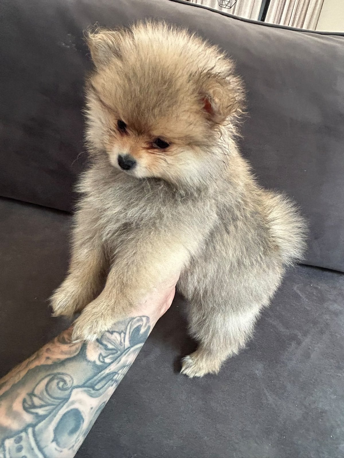 2 Pomeriaan puppy’s dwergkees keeshond, Keeshond, Reu, 8 tot 15 weken, Meerdere