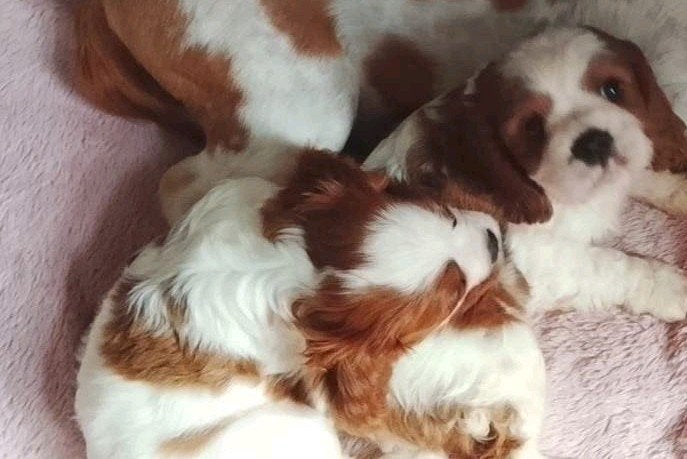 Lieve cavalier king charles spaniel pups teefjes, CDV (hondenziekte), 8 tot 15 weken, Teef, Eén hond