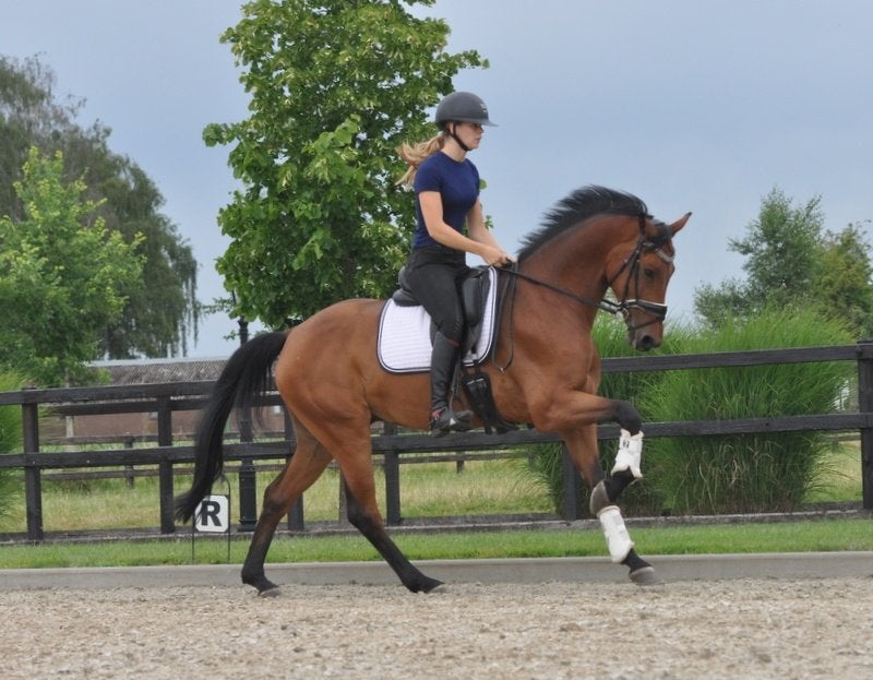7 jarige ruin, Dieren en Toebehoren, Paarden, Ruin, Dressuurpaard, 7 tot 10 jaar, 165 tot 170 cm