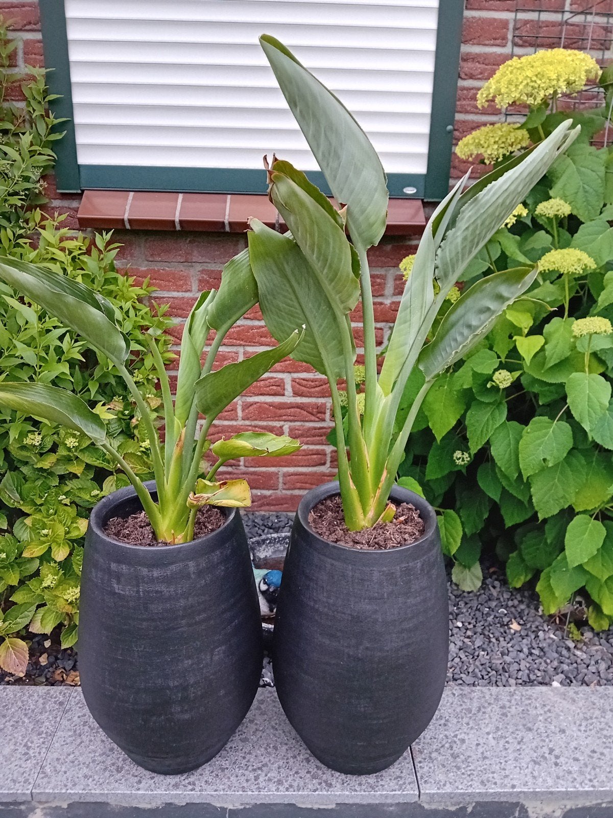 2 mooie Strelitzia's Reginac in vaas, Ophalen