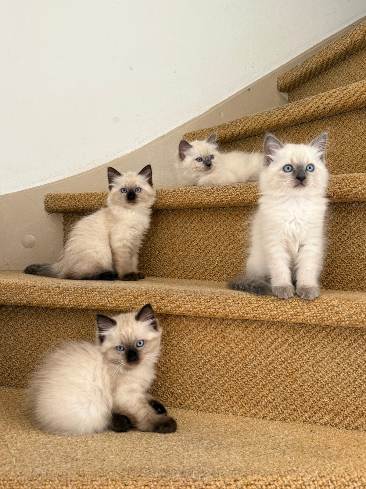 Kittens Ragdoll & Heilige Birmaan, Meerdere dieren, Ontwormd, 0 tot 2 jaar
