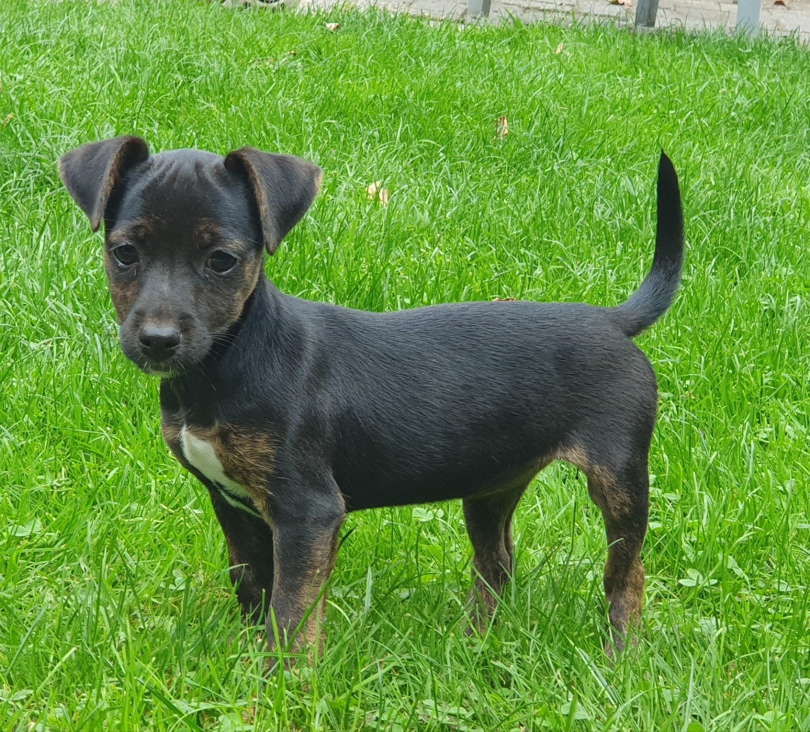 nog 1 Jack Russell teefje beschikbaar, Jack Russell Terriër, CDV (hondenziekte), 8 tot 15 weken, Teef