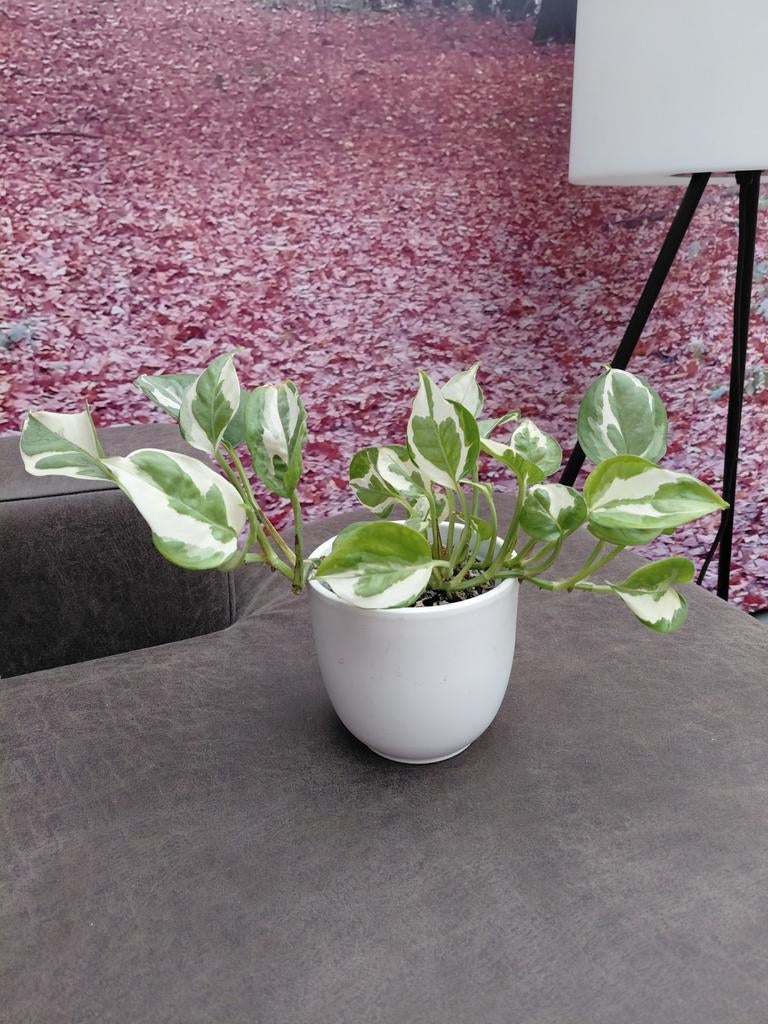 Epipremnum Scindapsus N'Joy, Ophalen of Verzenden, Halfschaduw, Minder dan 100 cm