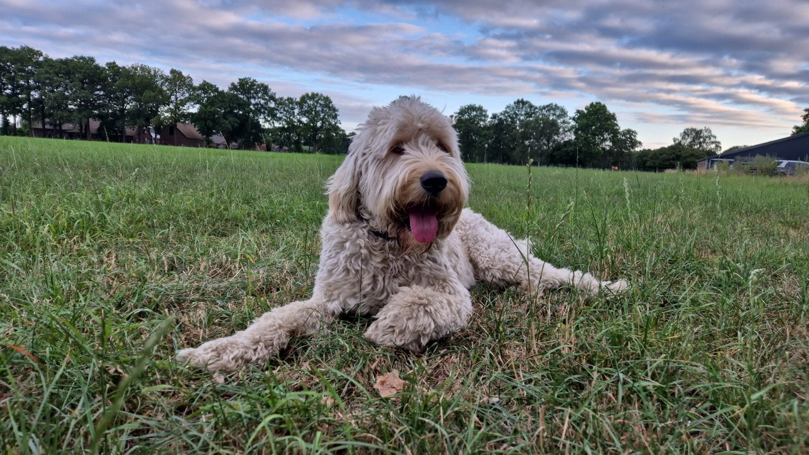 Vakantie oppas Labradoodle, Ophalen
