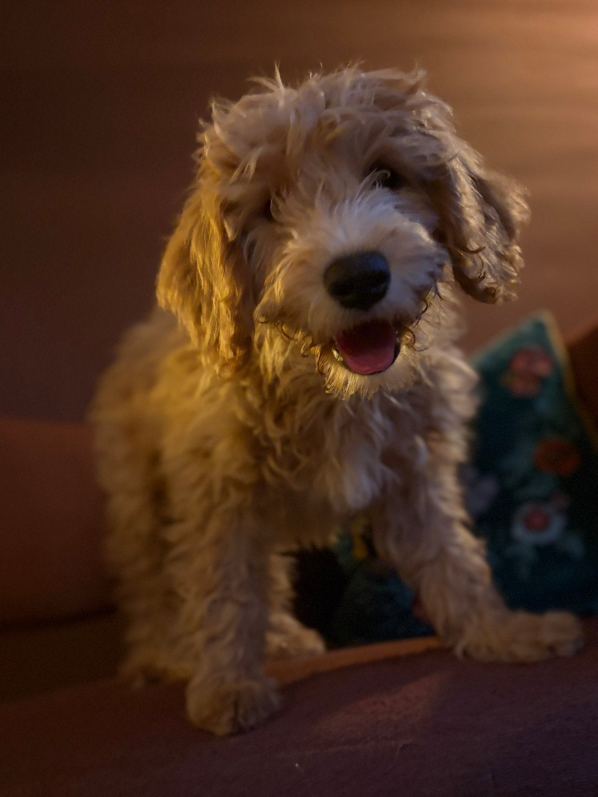 Lieve nieuwsgierige mini Labradoodle puppy’s, HCC (leverziekte), 8 tot 15 weken, Meerdere, Meerdere dieren