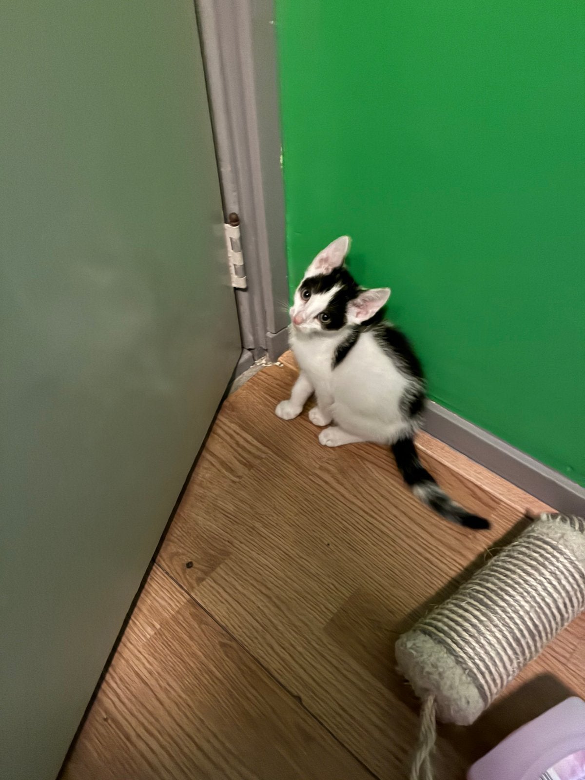 Tekoop 7 kittens, Dieren en Toebehoren, Katten en Kittens | Overige Katten, Meerdere dieren, Kortharig, 0 tot 2 jaar