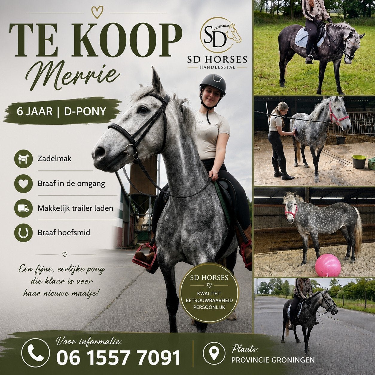 Merrie 6 jaar D pony, Minder dan 160 cm, Zadelmak, 3 tot 6 jaar, Recreatiepaard