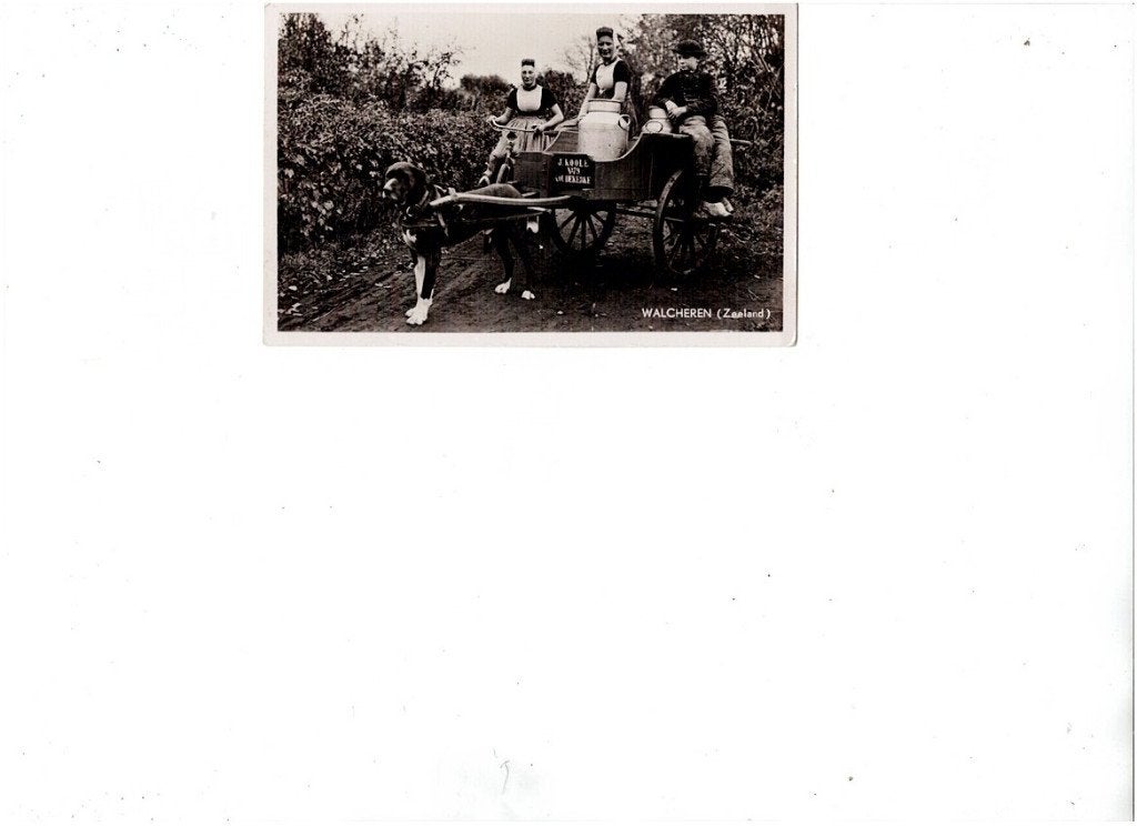 Oude ansichtkaart Walcheren (Zeeland) - Melktijd met hond, Ophalen of Verzenden, 1940 tot 1960, Gelopen, Ambachten of Beroep