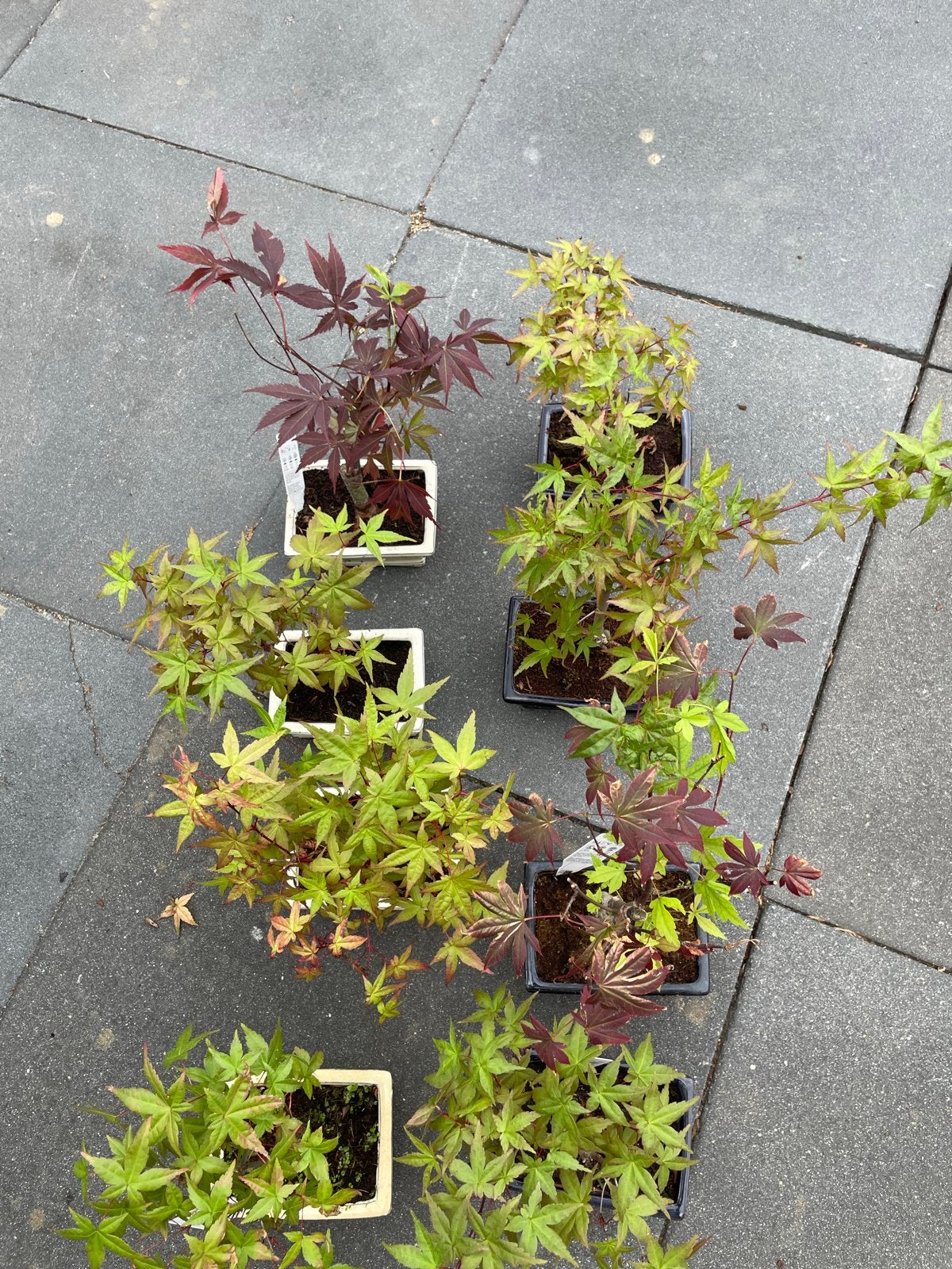Diverse Acer Palmatum Bonsai - Japanse Esdoorn, Vaste plant, Bloeit niet, Halfschaduw, Ophalen