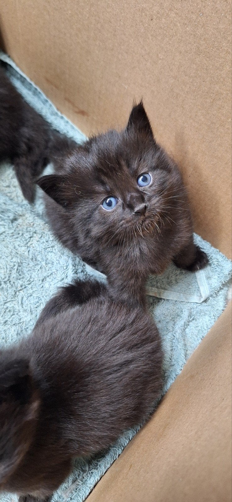 Prachtige kittens, Dieren en Toebehoren