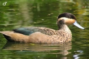 4 vrouwelijke hottentot talingen, Dieren en Toebehoren, Vrouwelijk, Eend