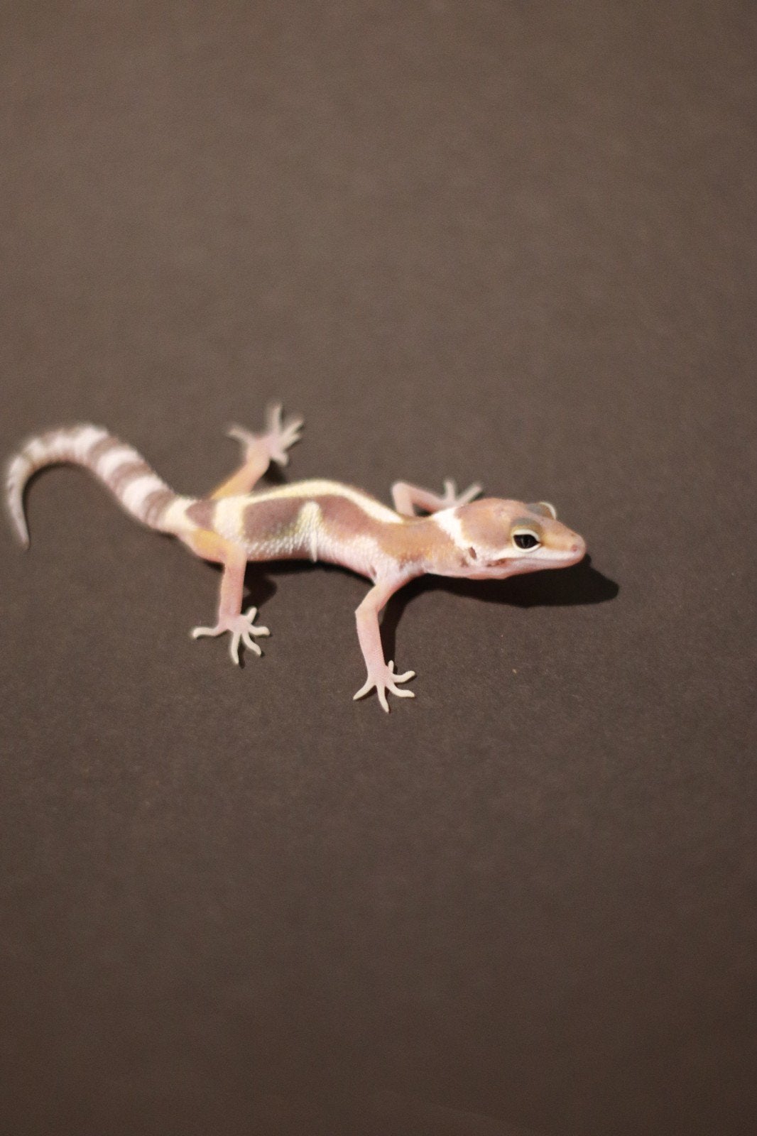 Luipaardgekko te koop