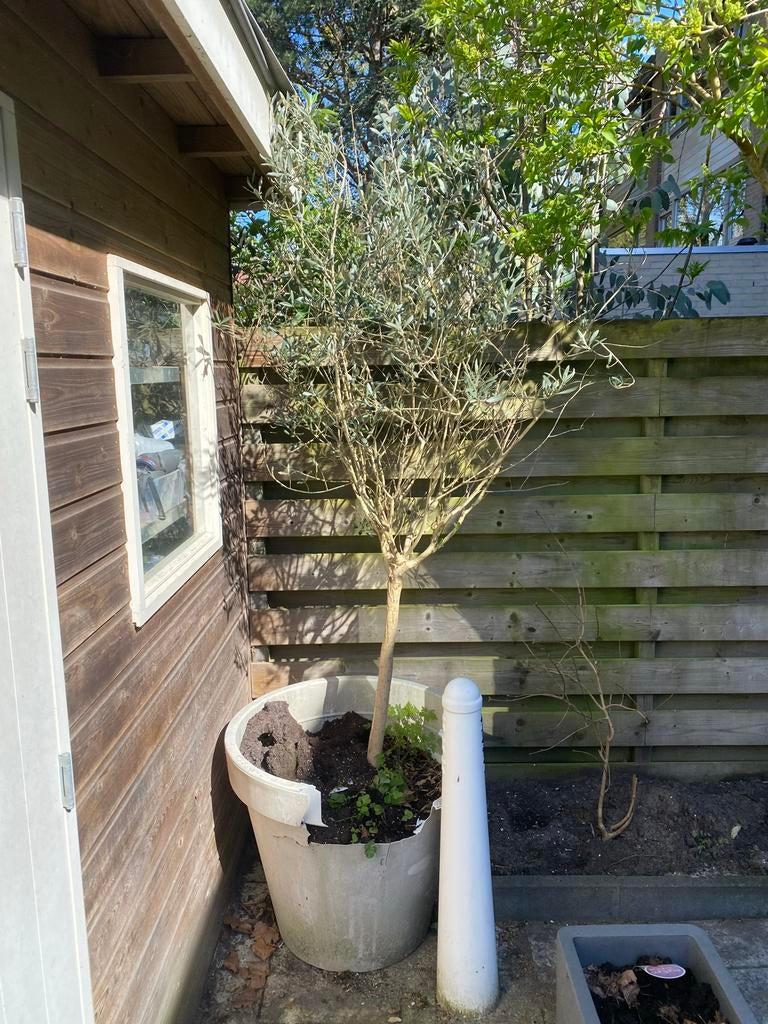 Olijfboompje (2,5meter), Tuin en Terras, Volle zon, Vaste plant, Bloeit niet, Ophalen
