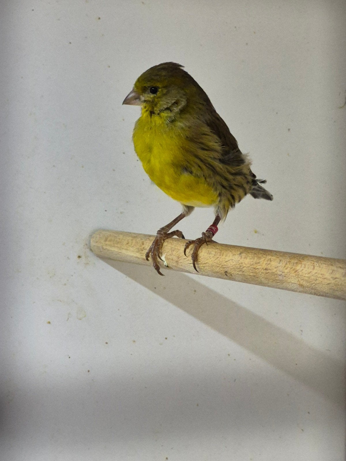 te koop kanarie pop, Vrouwelijk, Tropenvogel, Geringd