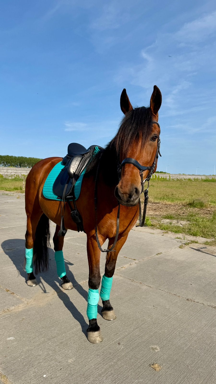 10-jarige lieve allrounder ruin te koop, Ruin, Ontwormd, 7 tot 10 jaar, 160 tot 165 cm