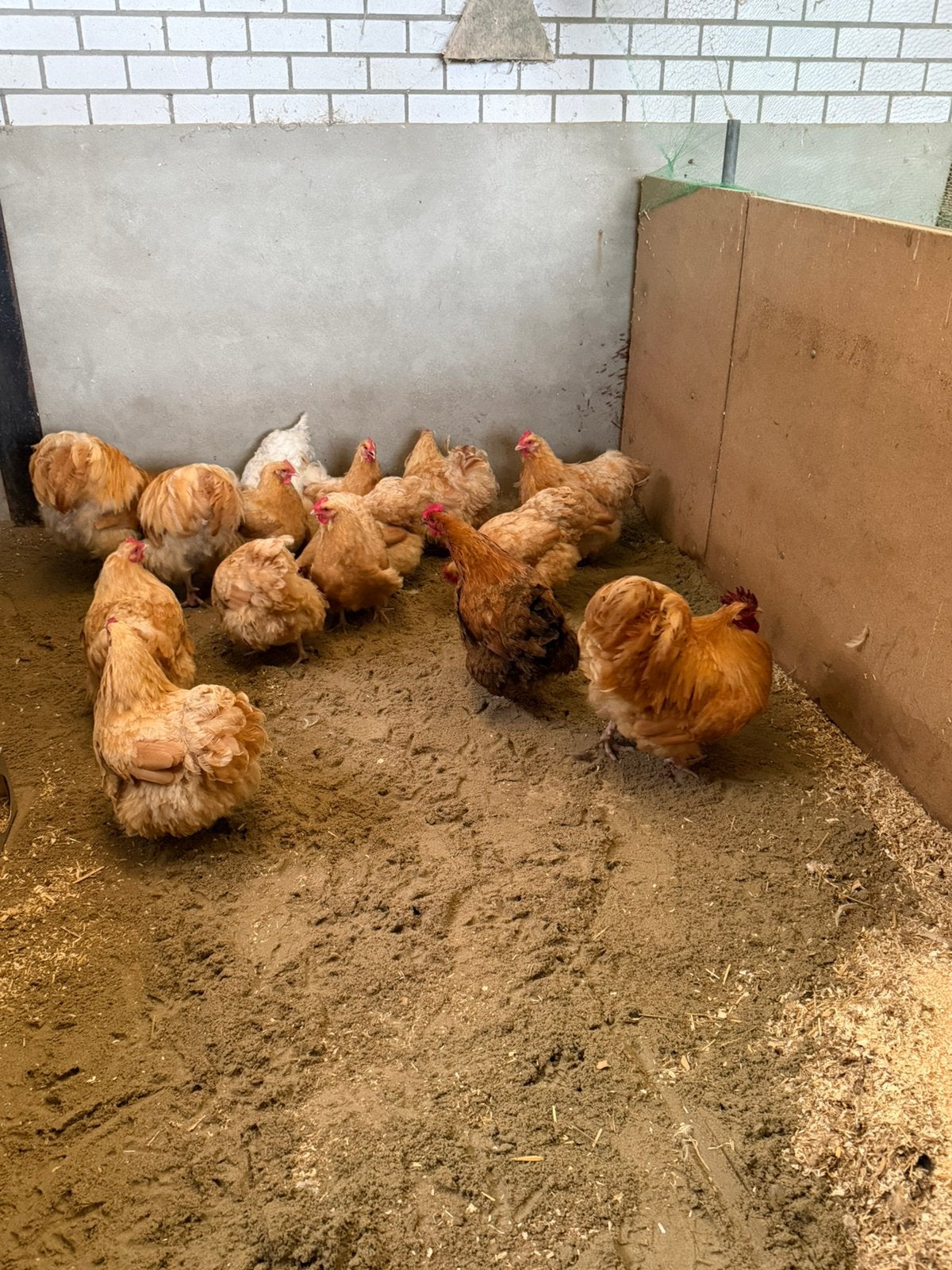 Orpingtons buff te koop! 20€, Dieren en Toebehoren, Pluimvee, Meerdere dieren, Kip