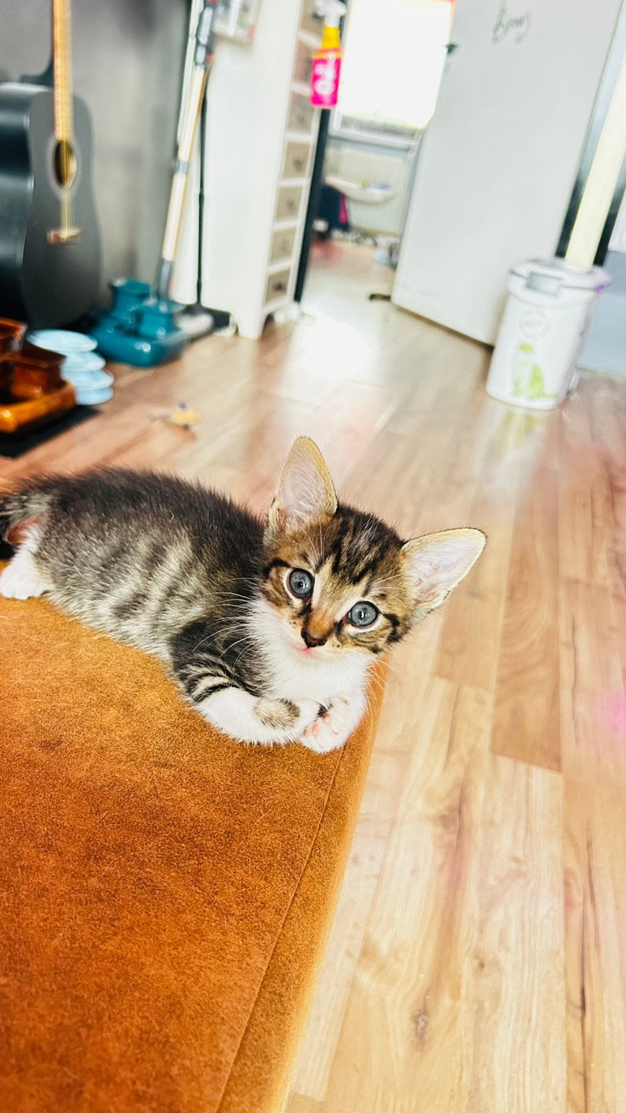 2 kittens broers, Kater, Kortharig, 0 tot 2 jaar