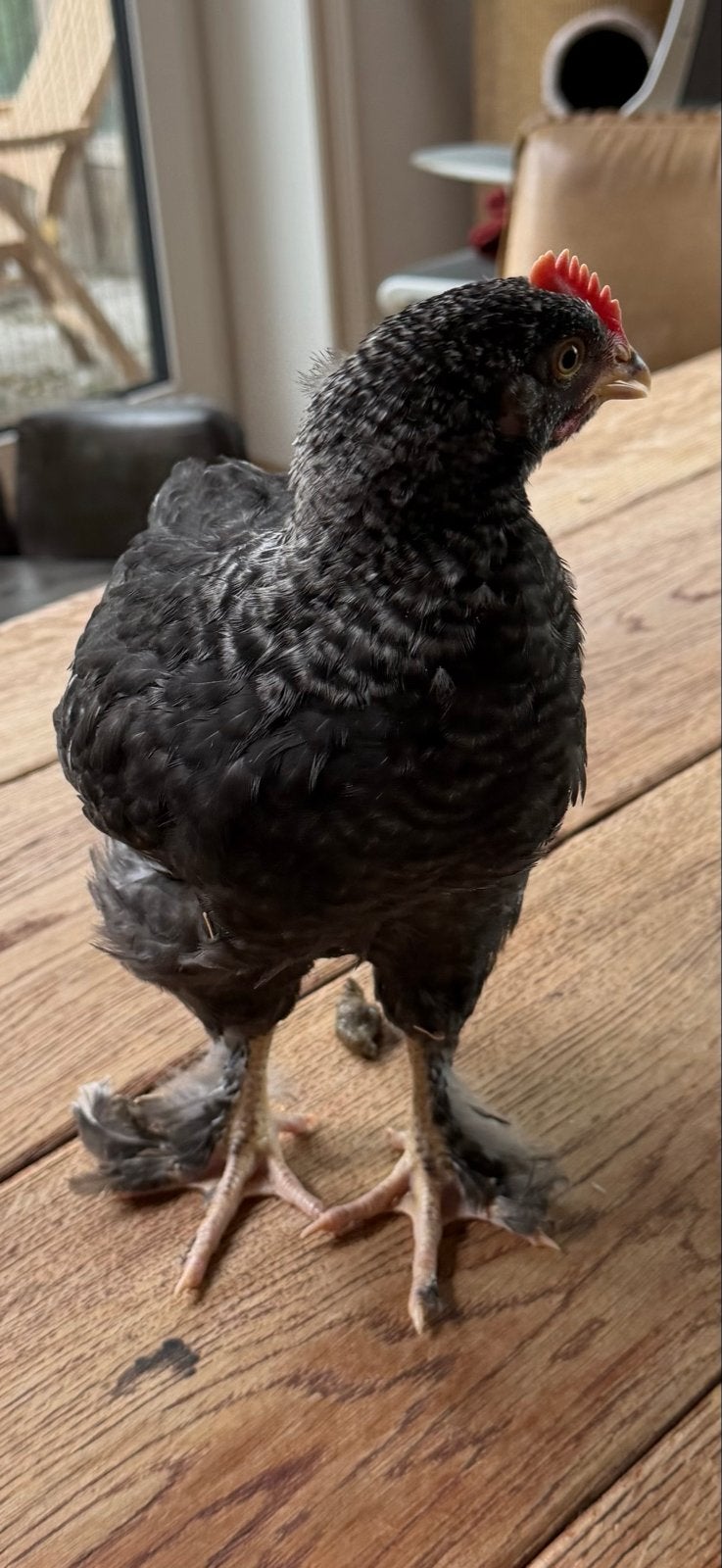 Haan 6 weken oud, Dieren en Toebehoren, Mannelijk, Kip