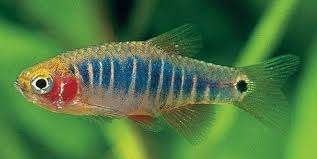 Microrasbora erythromicron - Koidream Valburg, Vis, Zoetwatervis
