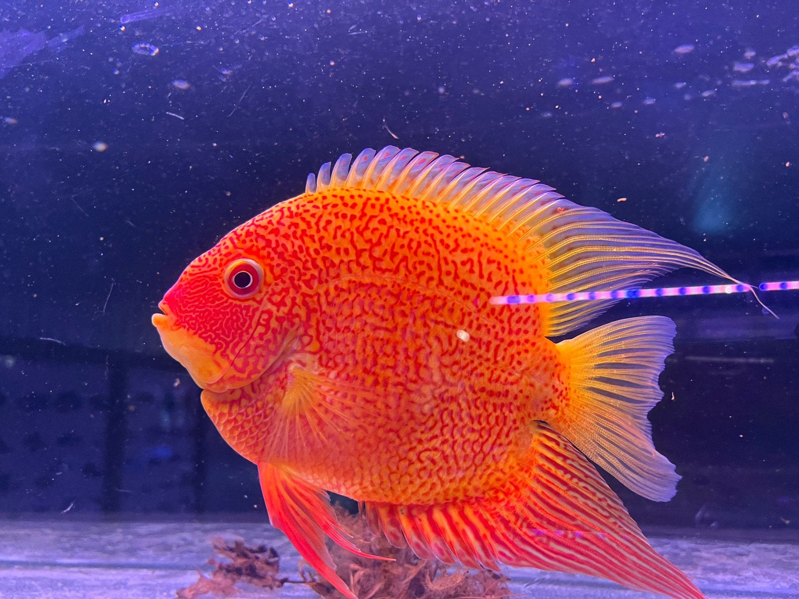 Jumbo Red spot heros severum, Vis