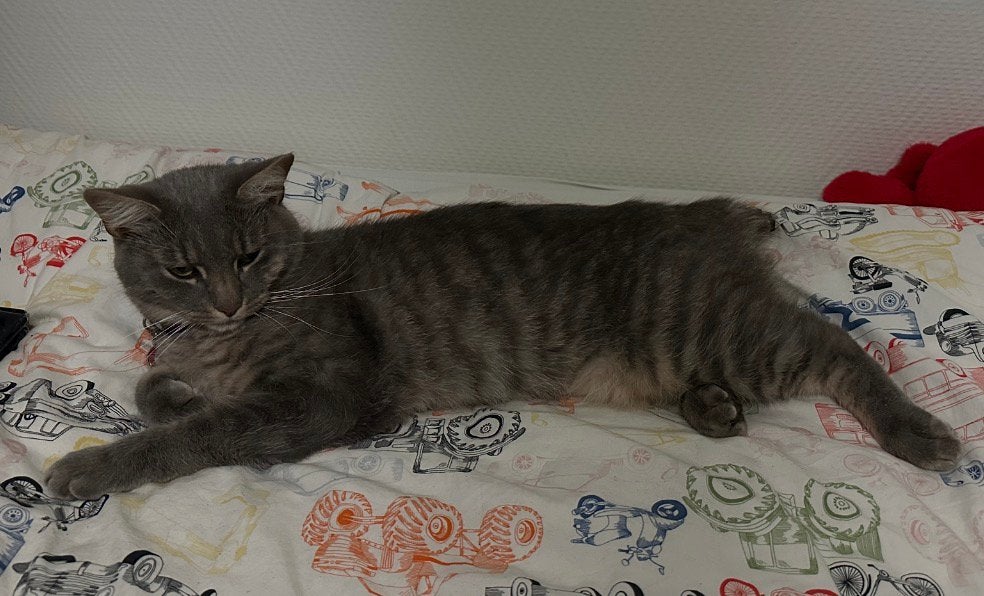 Kater Vermist! Omgeving Den Haag Ypenburg, Kat
