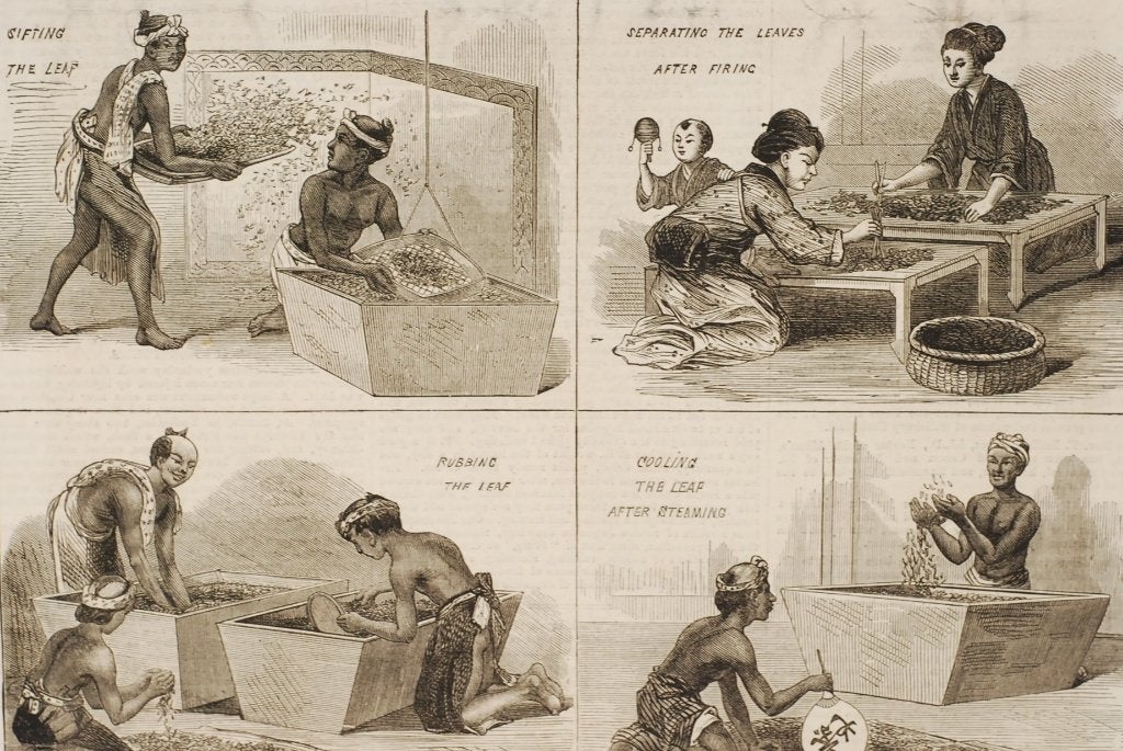 Japanse theeteelt - originele illustratie uit 1874, Verzenden, Voor 1940, Zo goed als nieuw
