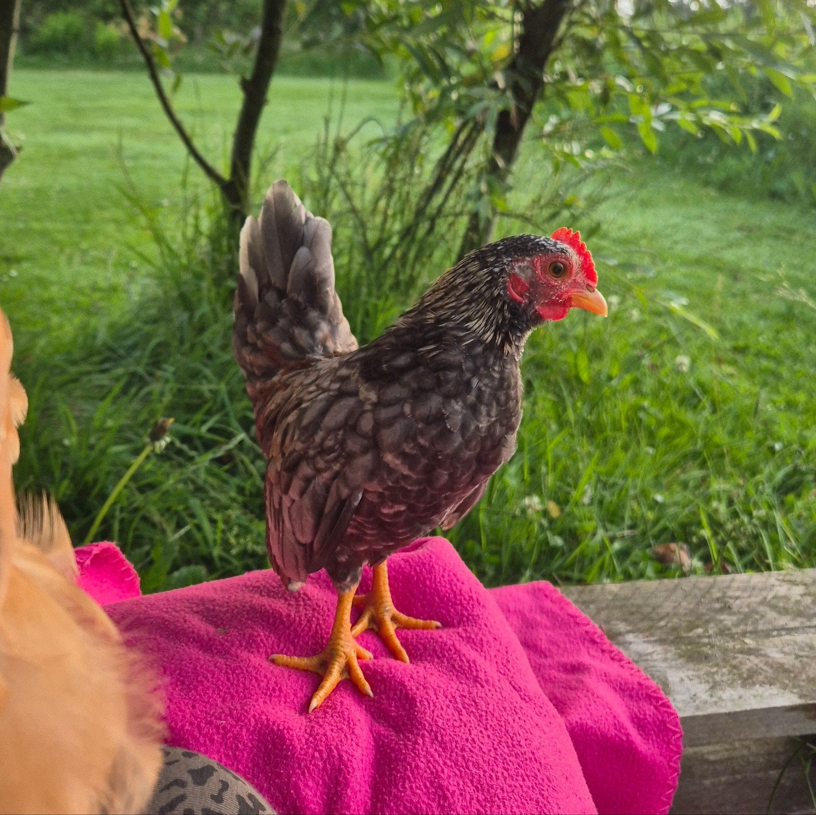 Lief handtam serama haantje, Dieren en Toebehoren, Pluimvee, Kip, Mannelijk