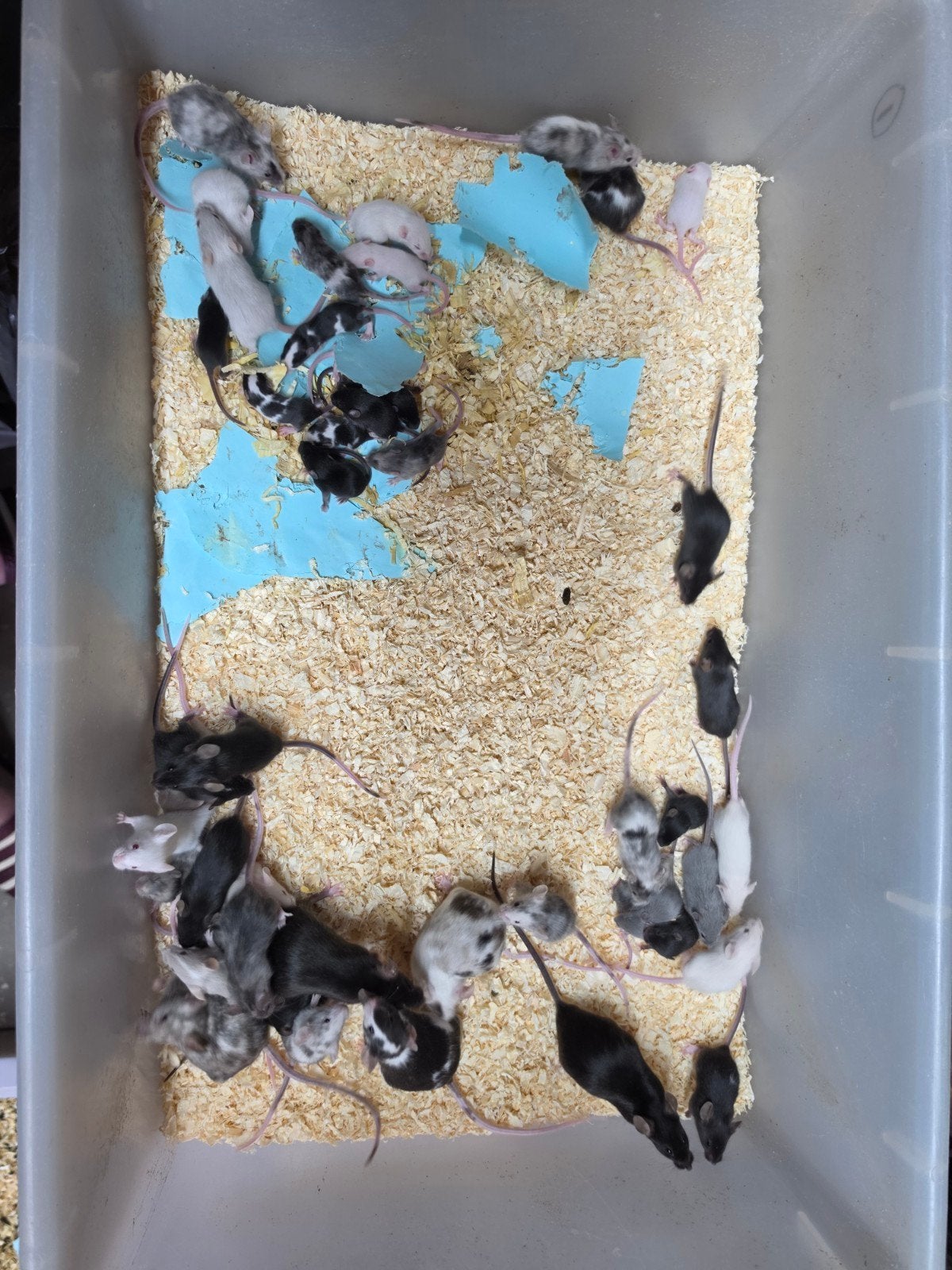 muizen, April, Meerdere dieren, Muis