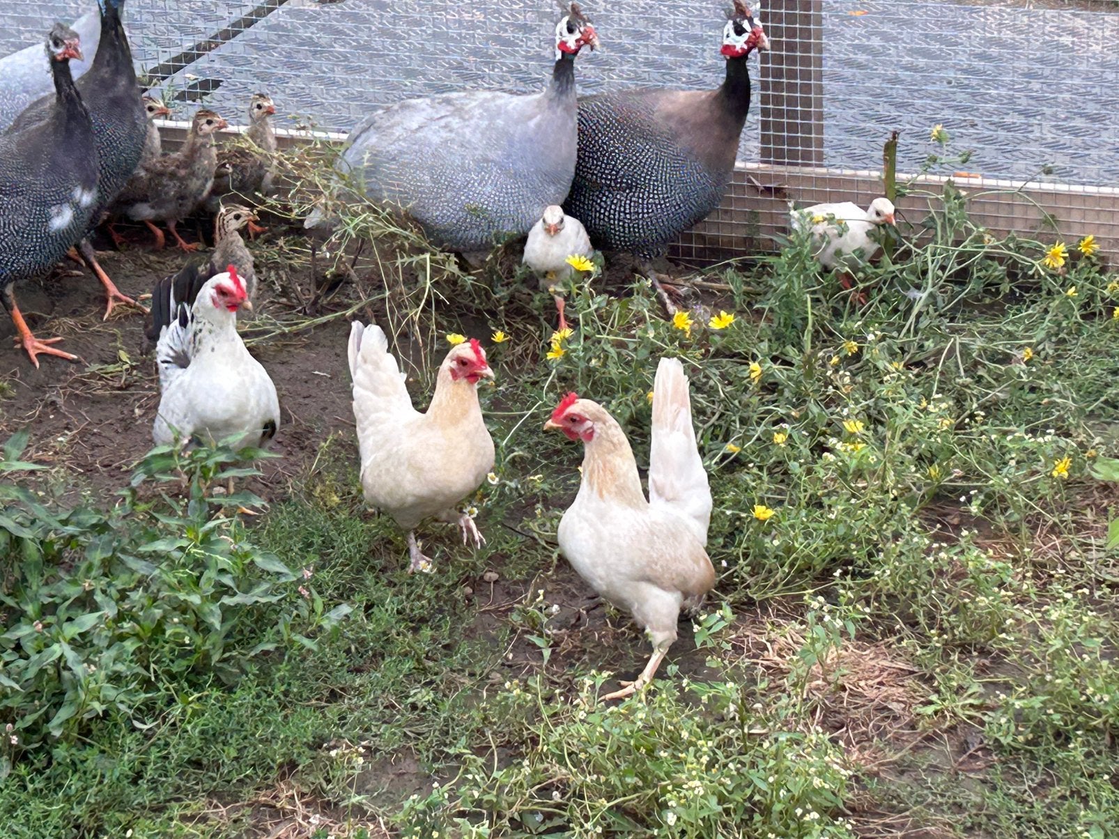 Twee serama hennen en 8 hanen te koop!, Dieren en Toebehoren, Pluimvee, Meerdere dieren, Kip