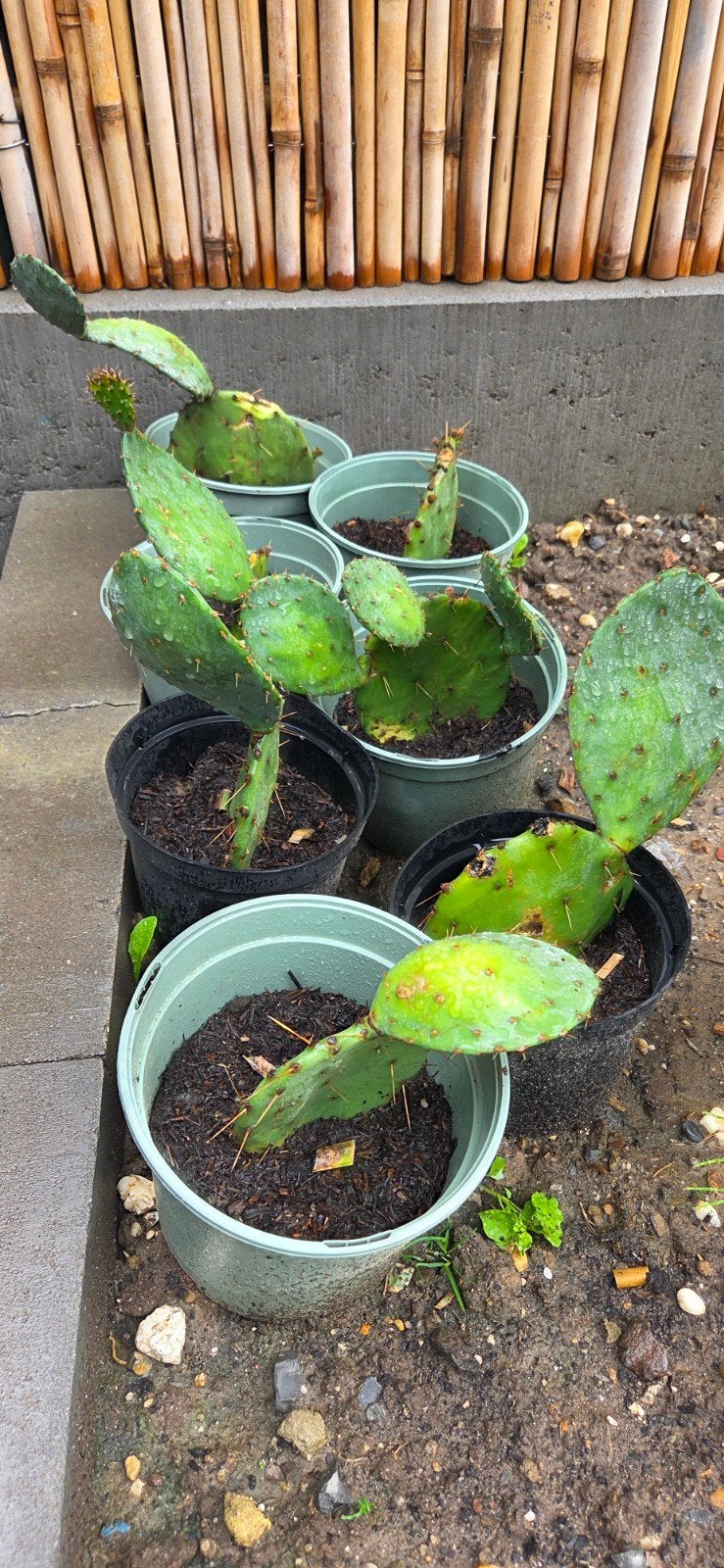 Winterharde Opuntia Cactus - Ideaal voor buiten, Volle zon, Vaste plant, Zomer, Ophalen