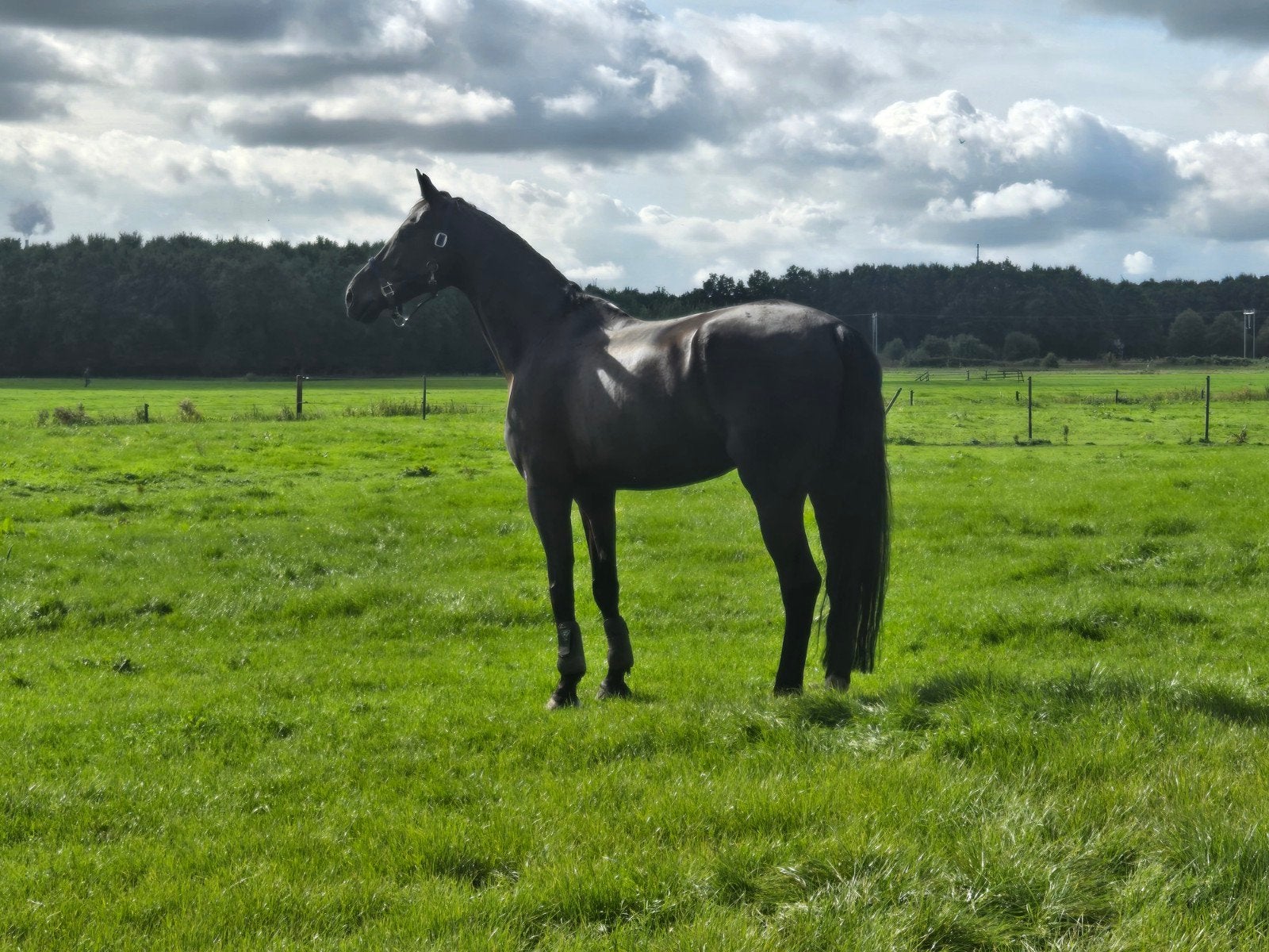 8 jarige bwp ruin 1.77m, 175 cm of meer, Ruin, 7 tot 10 jaar, Recreatiepaard