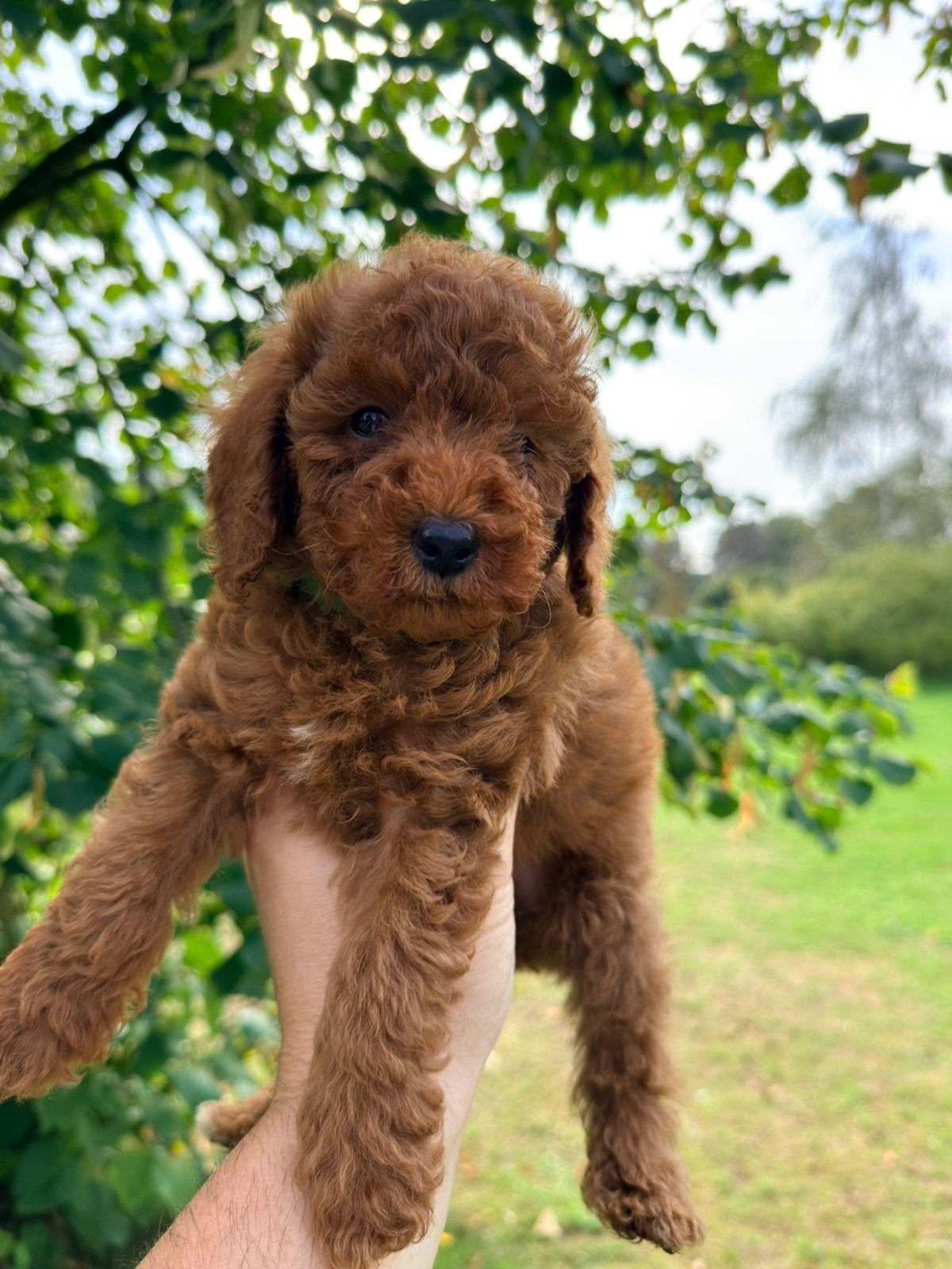 Toypoedel abrikoos pups puppy, Poedel, CDV (hondenziekte), 8 tot 15 weken, Meerdere