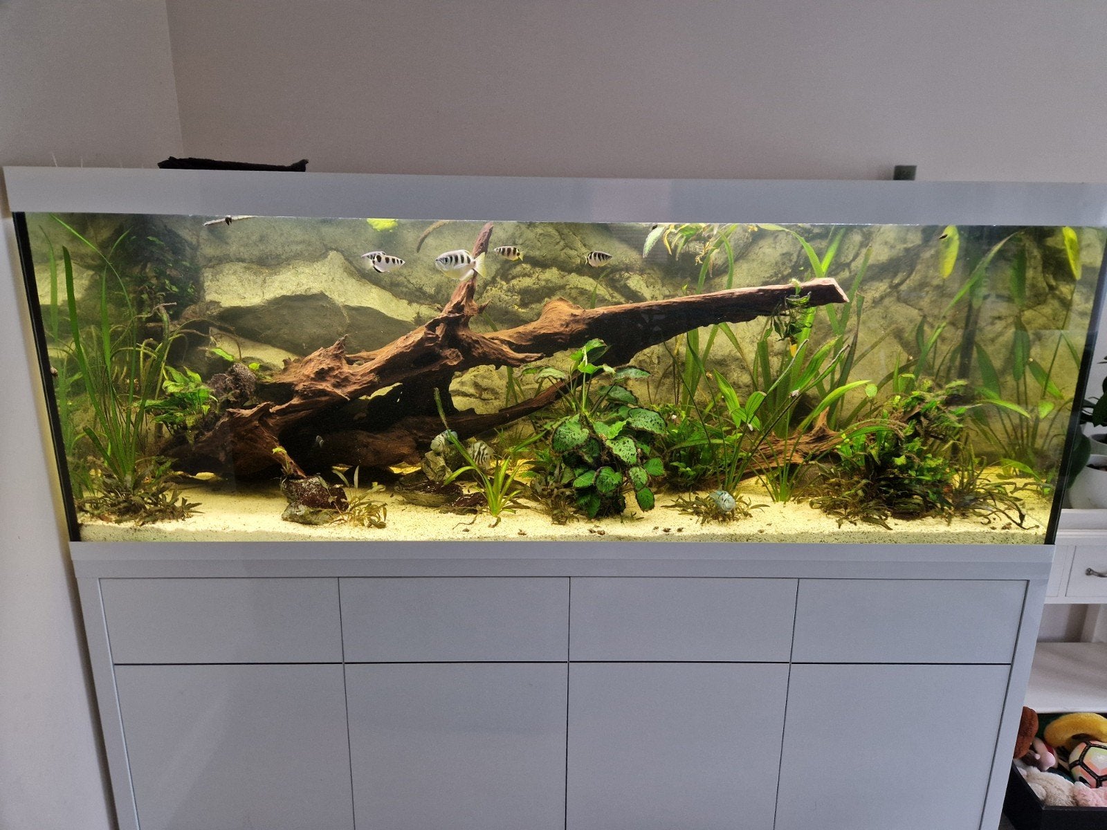 Groot Aquarium in perfecte staat compleet incl meubel/vissen, Dieren en Toebehoren, Ophalen, Inclusief controller, Aquatlantis