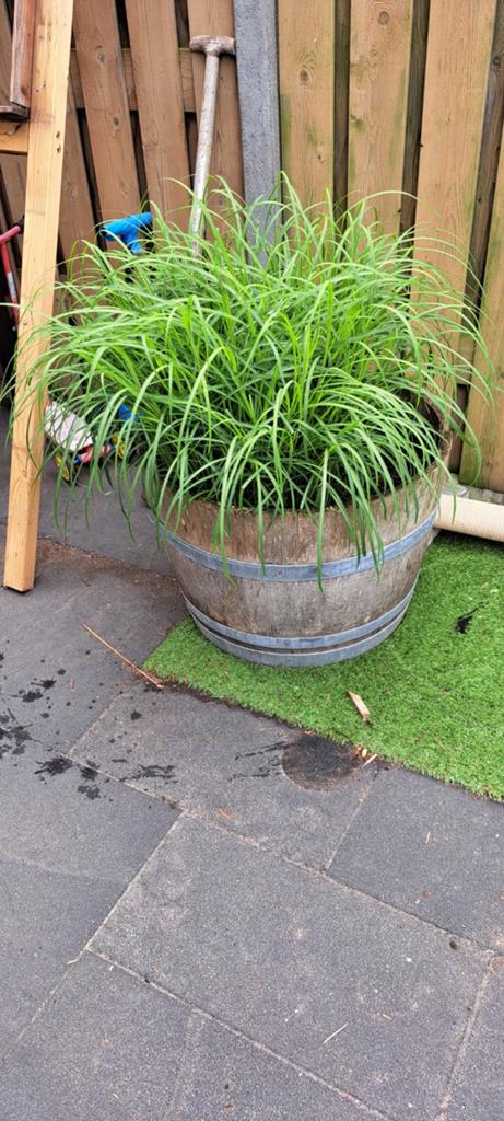 Veel planten boompjes te koop ., Ophalen of Verzenden, Overige soorten, Volle zon
