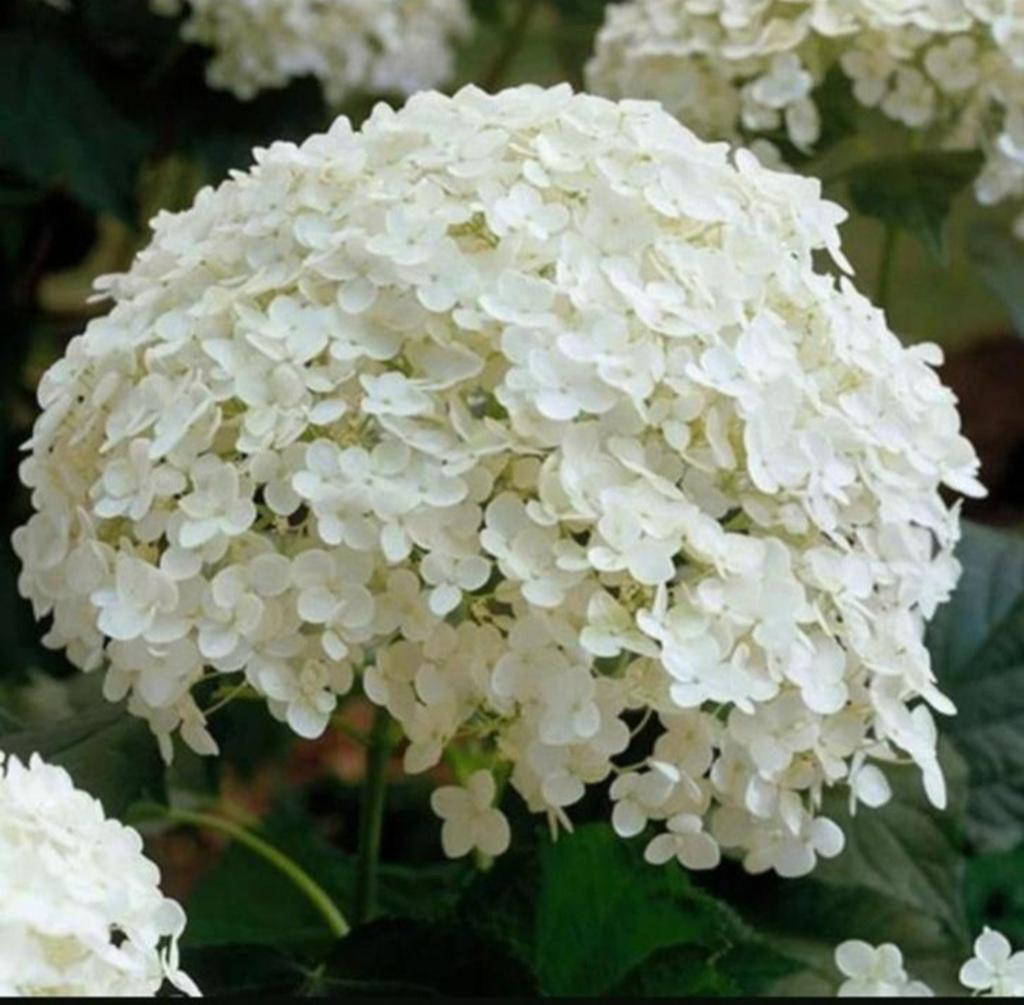 Grote Hortensia Annabelle planten in pot, Ophalen of Verzenden, Overige soorten, Halfschaduw