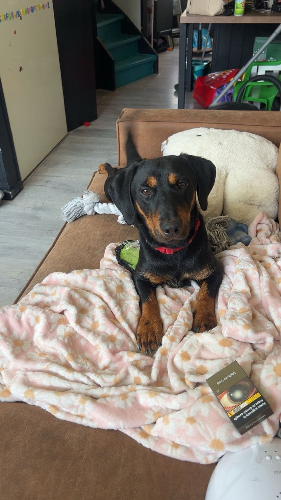 Teckel mix pup 1 jaar, Dieren en Toebehoren, Reu, 1 tot 2 jaar, Korthaar, Dwerg