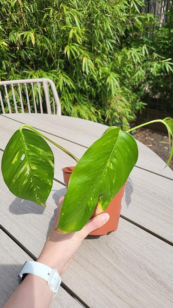 Epipremnum Pinnatum Cintho Goldfinger, Overige soorten, In pot, Minder dan 100 cm, Groene kamerplant