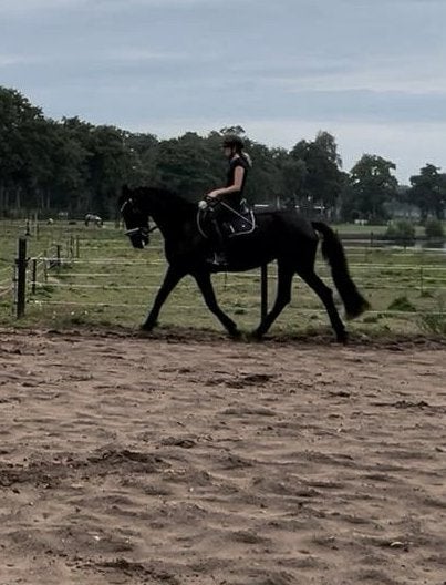 Ik zoek een verzorg/lease paard/pony, Dieren en Toebehoren, Paarden en Pony's | Verzorgingsproducten, Ophalen of Verzenden