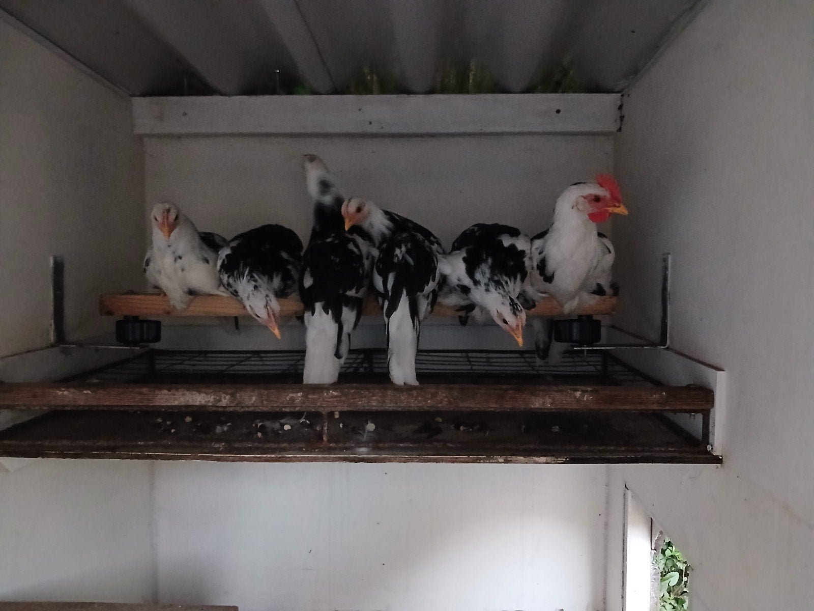 Bonte leghorn, Vrouwelijk
