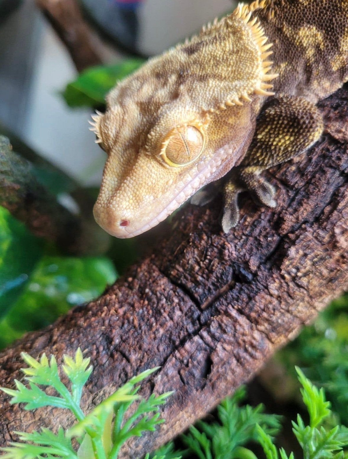 Wimper gekko Crested Gecko - unknown for sale from Sharon