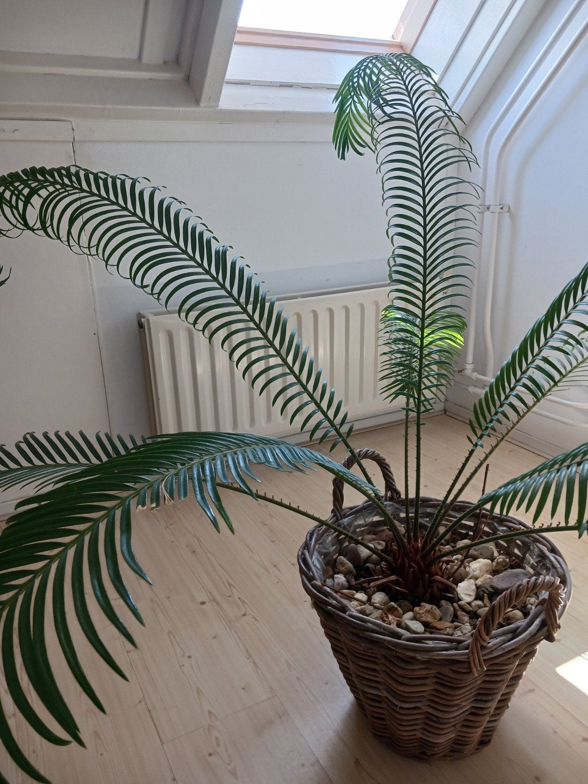 Grote palm in rieten mand, Vaste plant, Bloeit niet, Halfschaduw, Ophalen