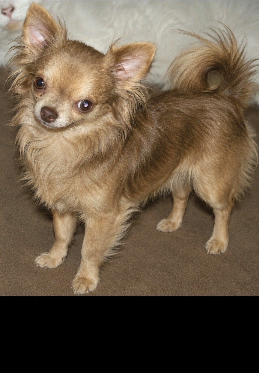Chihuahua T cup dekreutje
 Bied z'n diensten aan, Reu, 1 tot 2 jaar, Parvo, Eén hond