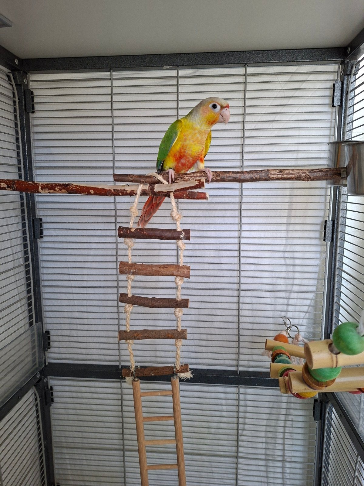 Tamme Pyrrhura Pineapple, Dieren en Toebehoren, Vogels | Hokken en Kooien, Ophalen, Zo goed als nieuw, Metaal, Vogelkooi