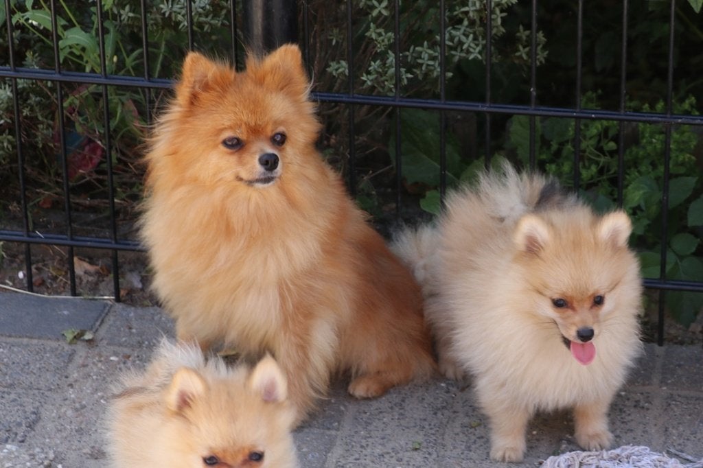 pomeriaan pups mogen verhuizen, Parvo, Overige rassen, 8 tot 15 weken, Meerdere