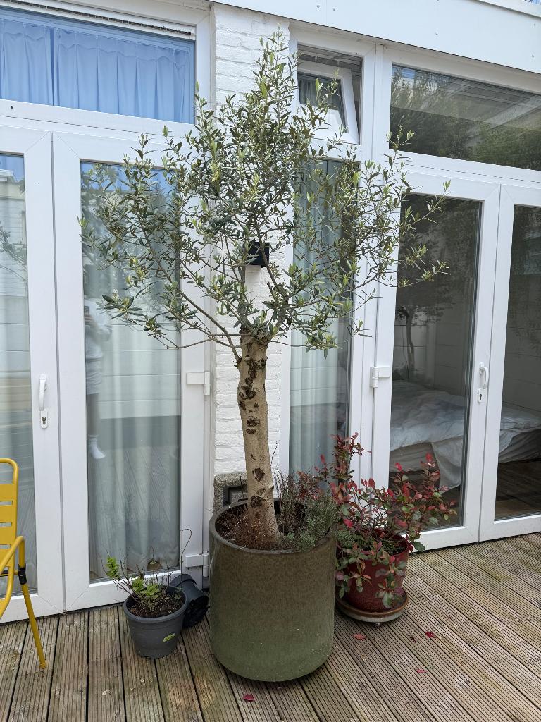 Grote olijfboom in mooie pot, Tuin en Terras, Planten | Bomen, Bloeit niet, 100 tot 250 cm, Olijfboom, Ophalen