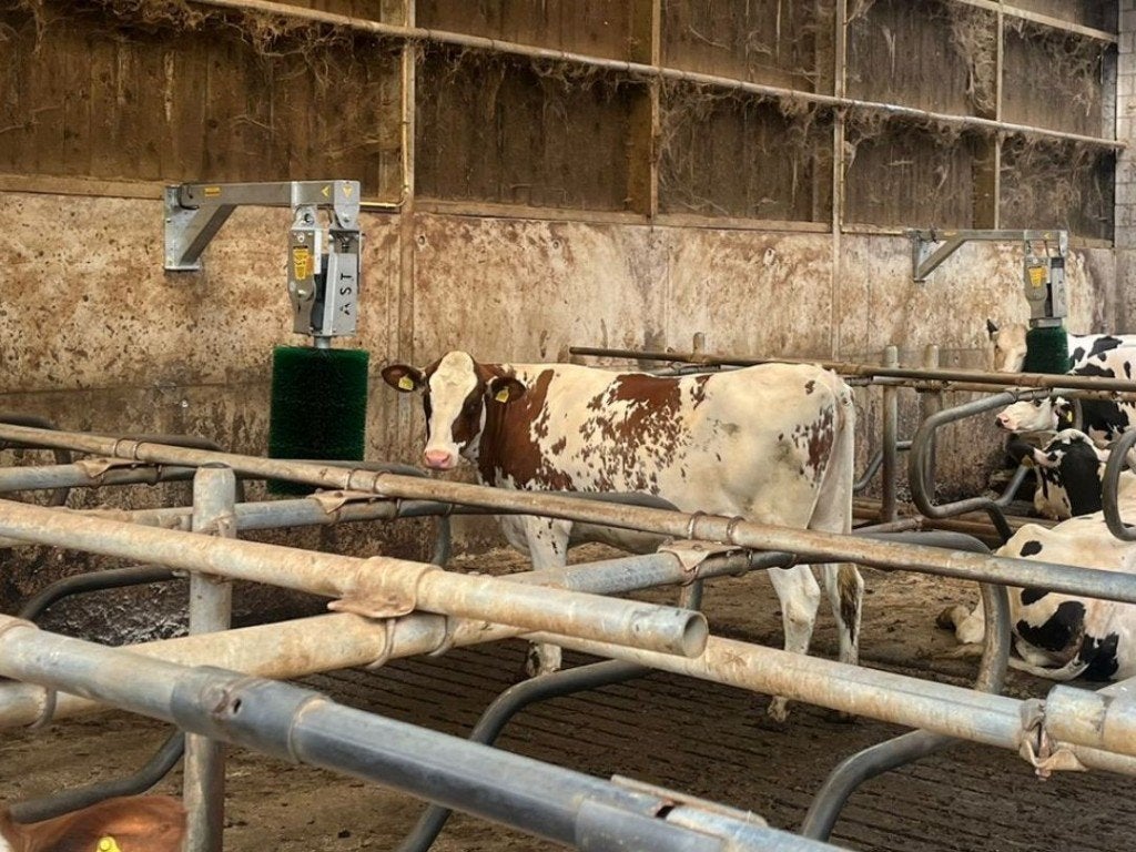 koeborstel / koeienborstel NIEUW optie thuis leveren, Januari, Meerdere dieren
