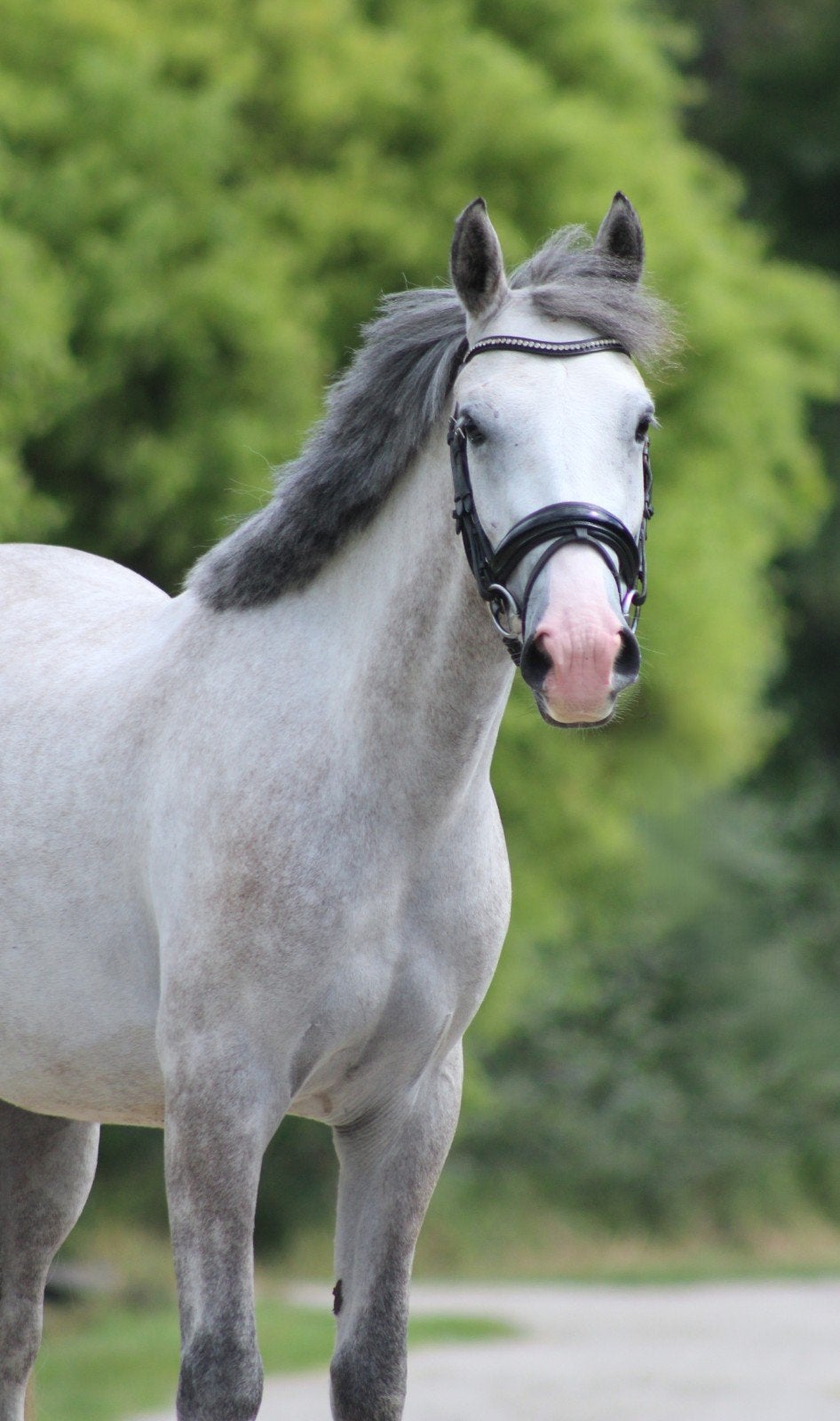 Mega lieve & fijne D-pony merrie, Zadelmak, 3 tot 6 jaar, D pony (1.37m tot 1.48m), Merrie