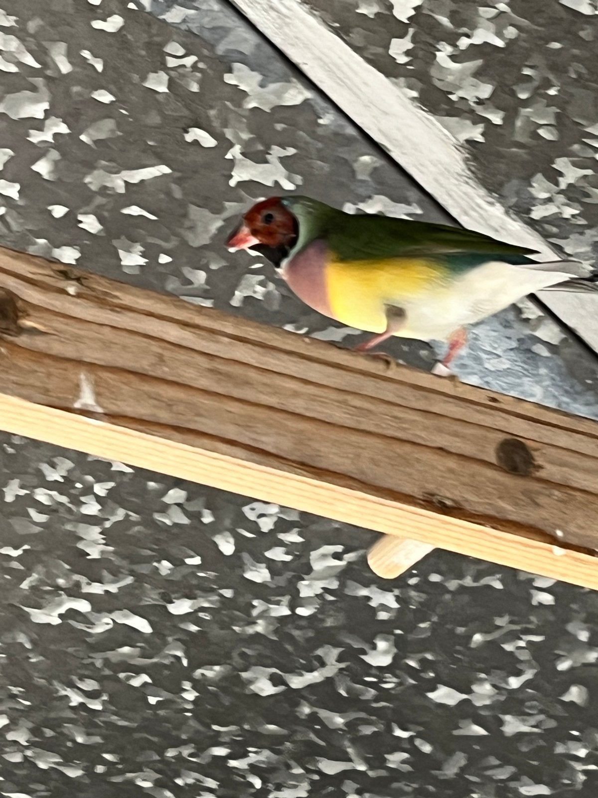 Roodkop lilaborst pop, Dieren en Toebehoren, Vogels | Overige Vogels, Vrouwelijk, Geringd